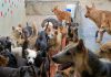 MASDAW precisa de 1,2 milhões de patacas para realocar abrigo
