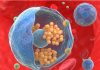 UM desenvolve nanomedicina que mimetiza bactérias para melhorar terapias