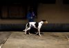 Polémica sobre passeios de cães deixa sociedade indignada
