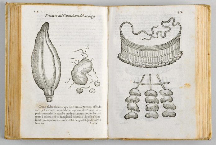 GarciaOrta
