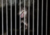 Deputado pede penas mais pesadas para abandono de animais