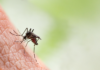 Autoridades alertam para “grave situação epidemiológica” da febre de dengue