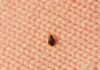 Autoridades em alerta contra praga de ‘bed bugs’, os percevejos da cama