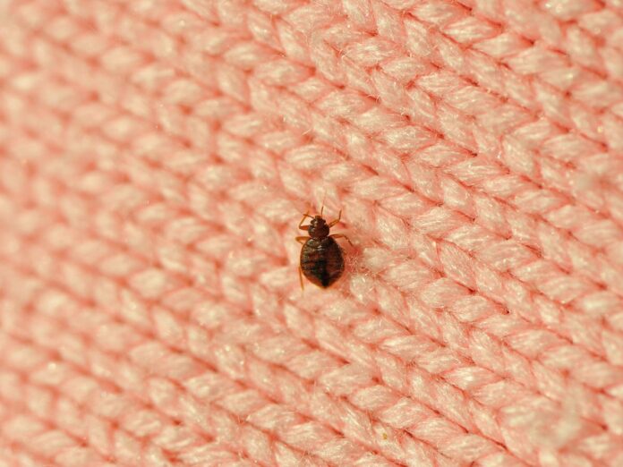 2. beg bugs