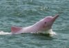DSPA descarta impacto nos golfinhos cor-de-rosa devido à construção da Ilha Ecológica