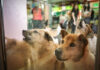 Estatísticas evidenciam a crescente crise do abandono animal em Macau