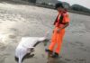 Voluntários aprendem a impedir encalhes em massa de baleias e golfinhos em Taiwan