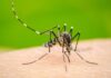 Serviços de Saúde alertam para risco elevado da transmissão da febre de dengue