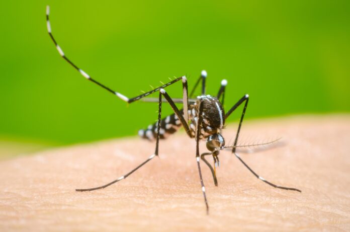 1. dengue