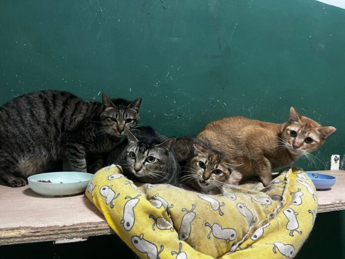 3. gatos MJC