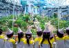Pandas gémeos de Macau fizeram nove anos e tiveram direito a bolo e visitas