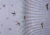 Autoridades atentas ao surto de casos de febre chikungunya em Guangdong