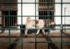Adopções de animais diminuíram no primeiro semestre