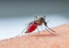 Registados dois novos casos de febre de dengue e um de febre de chikungunya