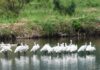 Colhereiro-de-cara-preta deixa de ser listado como espécie “em perigo de extinção”