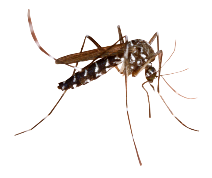 2. Chikungunya